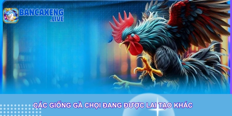 Các giống gà chọi đang được lai tạo khác
