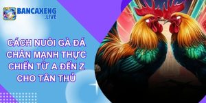 Cách Nuôi Gà Đá Chân Mạnh Thực Chiến Từ A Đến Z Cho Tân Thủ