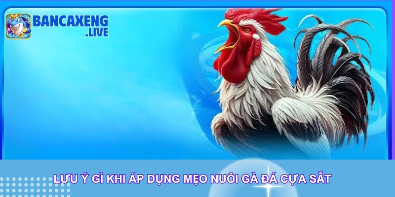 Lưu ý gì khi áp dụng mẹo nuôi gà đá cựa sắt